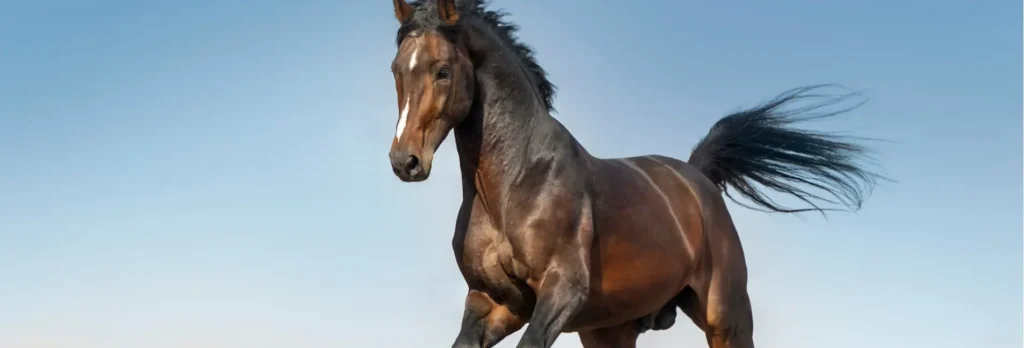 Pferd mit vielen Muskeln