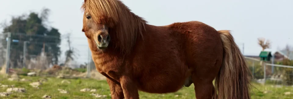 Ein dickes Shettlandpony auf der Weide