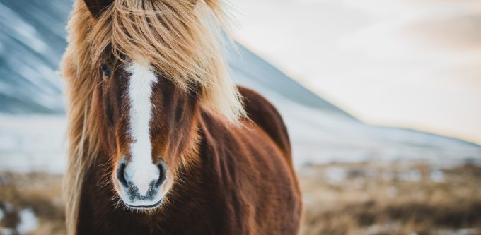 Island Pferd