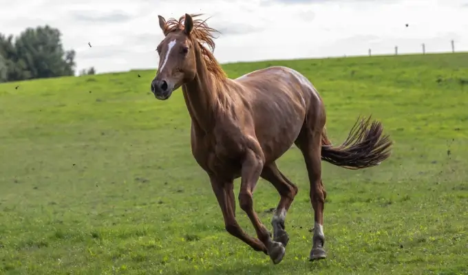 Ein aufgewärmtes Pferd auf einer Wiese.